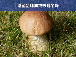 防菌品牌鹅绒被哪个好