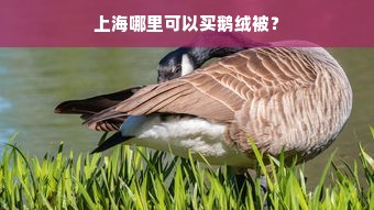 上海哪里可以买鹅绒被？