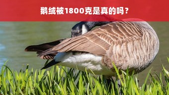 鹅绒被1800克是真的吗？