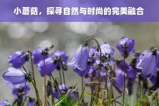 小蘑菇，探寻自然与时尚的完美融合