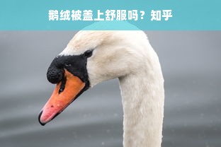 鹅绒被盖上舒服吗？知乎