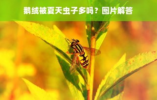 鹅绒被夏天虫子多吗？图片解答