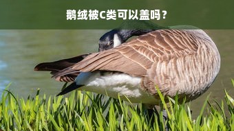 鹅绒被C类可以盖吗？