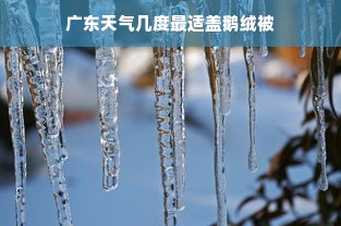 广东天气几度最适盖鹅绒被