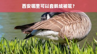 西安哪里可以套鹅绒被呢？