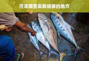 河津哪里卖鹅绒被的地方