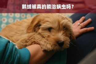 鹅绒被真的能治螨虫吗？