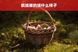 鹅绒被的绒什么样子