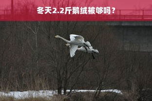 冬天2.2斤鹅绒被够吗？