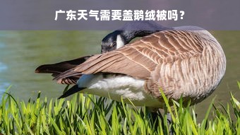 广东天气需要盖鹅绒被吗？