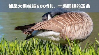 加拿大鹅绒被600fill，一场睡眠的革命