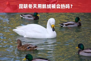 昆明冬天用鹅绒被会热吗？