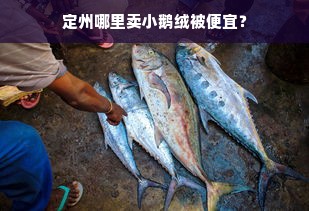 定州哪里卖小鹅绒被便宜？