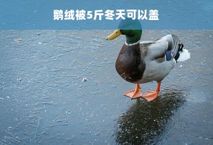 鹅绒被5斤冬天可以盖