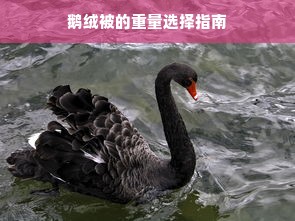 品牌鹅绒被购买价格表，深入了解鹅绒被市场及其购买指南