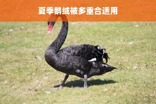 夏季鹅绒被多重合适用