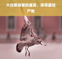 大白鹅绒被的盛宴，探寻最佳产地