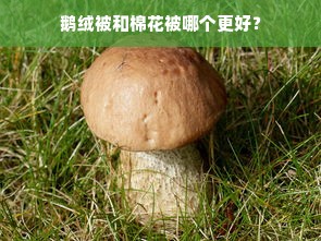 鹅绒被和棉花被哪个更好？