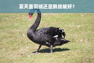 夏天盖羽绒还是鹅绒被好？