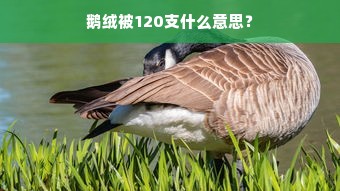 鹅绒被120支什么意思？