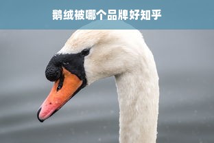 鹅绒被哪个品牌好知乎