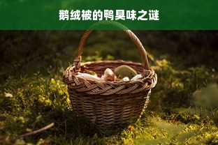 鹅绒被的鸭臭味之谜