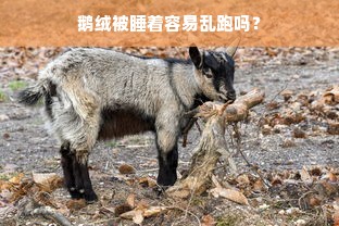 鹅绒被睡着容易乱跑吗？