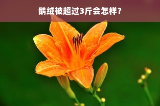 鹅绒被超过3斤会怎样？