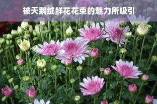 被天鹅绒鲜花花束的魅力所吸引