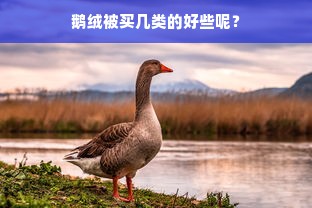 鹅绒被买几类的好些呢？