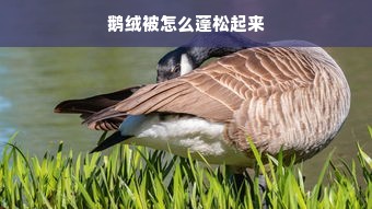 鹅绒被怎么蓬松起来