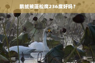 鹅绒被蓬松度236度好吗？