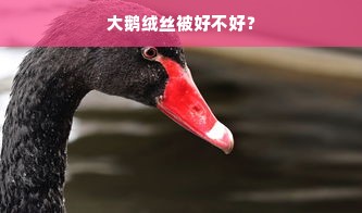 大鹅绒丝被好不好？