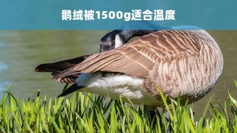 鹅绒被1500g适合温度