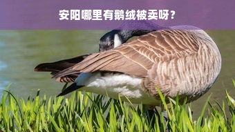 安阳哪里有鹅绒被卖呀？