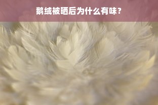 鹅绒被晒后为什么有味？