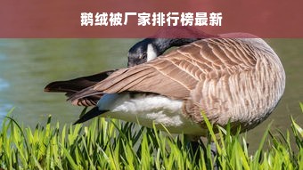 鹅绒被厂家排行榜最新