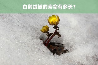 白鹅绒被的寿命有多长？