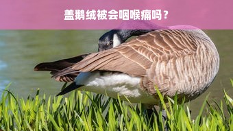 盖鹅绒被会咽喉痛吗？