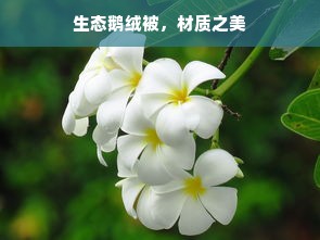 生态鹅绒被，材质之美