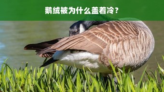 鹅绒被为什么盖着冷？