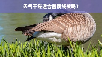 天气干燥适合盖鹅绒被吗？