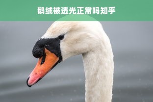 鹅绒被透光正常吗知乎