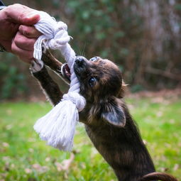 狗年限定！盘点一下那些与宠物犬有关的服装品牌