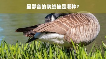 最静音的鹅绒被是哪种？