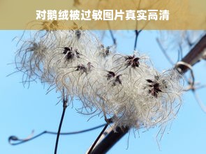 对鹅绒被过敏图片真实高清