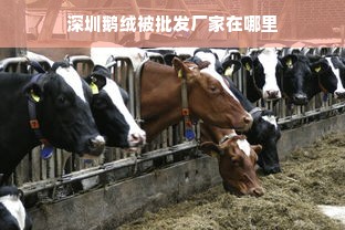 深圳鹅绒被批发厂家在哪里