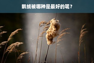 鹅绒被哪种是最好的呢？