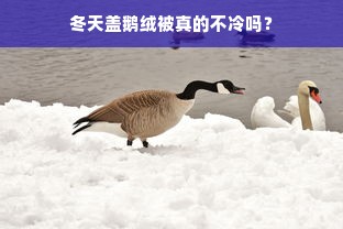 冬天盖鹅绒被真的不冷吗？