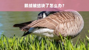 鹅绒被结块了怎么办？